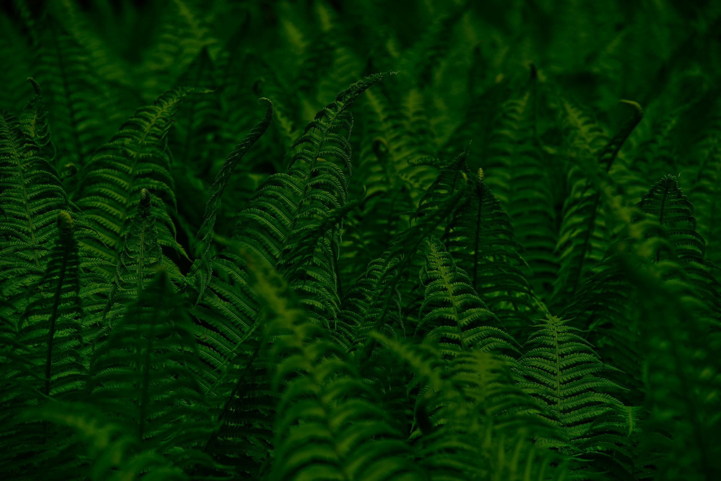 Equipoise